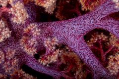 Soft Coral