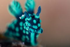 Nembrotha cristata or Crested Nembrotha Nudibranch
