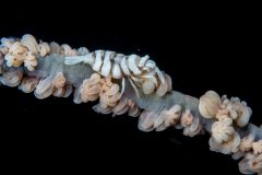 Sea whip shrimp, Pontonides ankeri