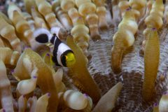 Tiny Clownfish