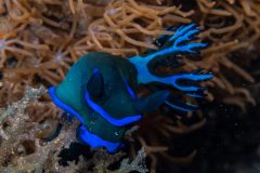 Nudibranch {Tambja morosa}