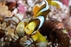 Tiny Clownfish