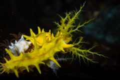 Yello Sea Cucumber(Colochirus robustus)