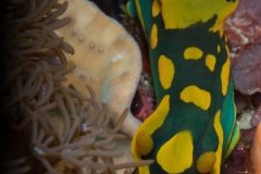 Nudibranch {Tambja gabrielae }