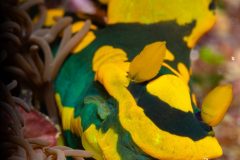 nudibranch {Tambja gabrielae }