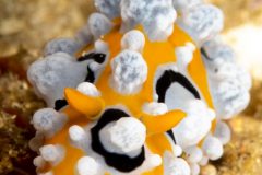 Nudibranch (Phyllidia ocellata)