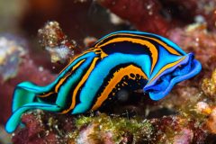 Swallowtail Headshield Slug (Chelidonura hirundinina)