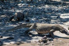 Komodo Dragons