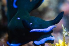 Nudibranch {Tambja morosa}
