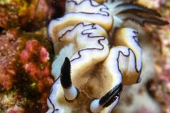 Nudibranch (Dorisprismatica atromarginata )