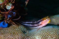Golden Headed Goby