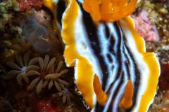 Nudibranch (Chromodoris sp.2)