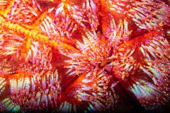 Fire Sea Urchin