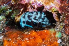 Yellowtail Blenny (Ecsenius namiyei)