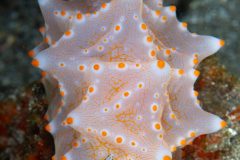 Nudibranch (Halgerda batangas)