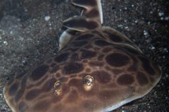 Electric Ray(?)