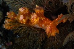 Nudibranch (Roboastra luteolineata)