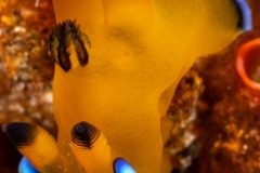 Nudibranch (Thecacera pacifica)