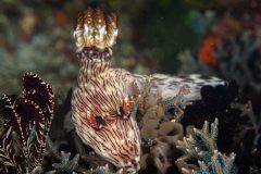 Nudibranch