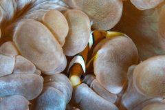 Clown in Bubble Anemone