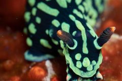 Nudibranch (Nembrotha kubaryana)
