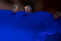 Lady Bug amphipods