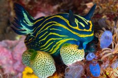 Nudibranch (Roboastra luteolineata)