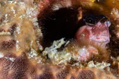Blenny