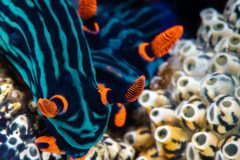 Nudibranchs (Nembrotha kubaryana_linedform and )