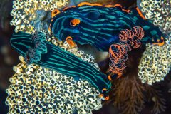 Nudibranchs (Nembrotha kubaryana_linedform and )