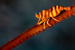Coral Whip Shrimp