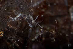 Skeleton Shrimp