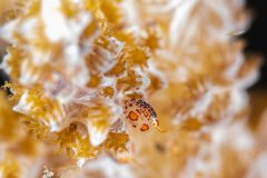 Lady Bug amphipods