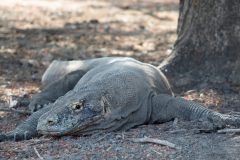 Komodo Dragon
