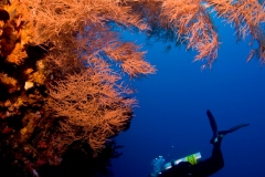 Diver-Joe