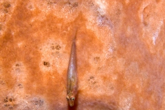 Goby