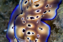 Nudi-Pair