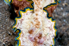 Nudi