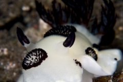 Picaso-Nudi