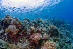 Reef-Sceen