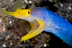 blue-ribbon-eel