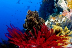 diver-and-crinoids