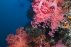 IMG_8681