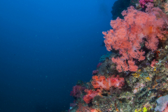 IMG_8727