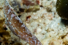 Robust Ghost Pipefish