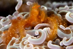 Orangutan Crab(Achaeus japonicus)