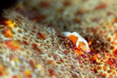 Emperor Shrimp (Periclimenes imperator)