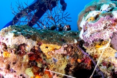Diver and blue lobster