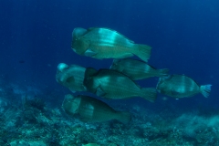 Bumphead Parrotfish