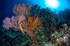 Sea Fans